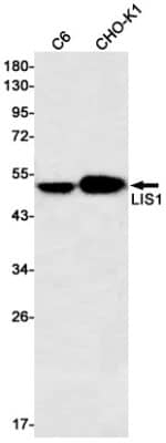 Western Blot: LIS1 Antibody (S03-2I0) [NBP3-19677] - Western blot detection of LIS1 in C6, CHO-K1 cell lysates using NBP3-19677 (1:500 diluted). Predicted band size: 47kDa. Observed band size: 47kDa.