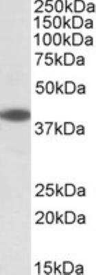 Western Blot: LIS1 Antibody [NB100-1040] - Staining of Rat Ovary lysate with antibody at 0.3 ug/mL (35 ug protein in RIPA buffer). Primary incubation was 1 hour. Detected by chemiluminescence.