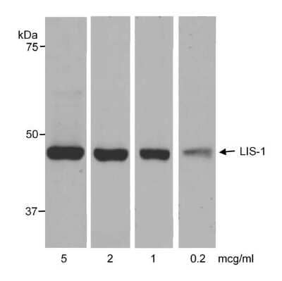 <b>Biological Strategies Validation. </b>Western Blot: LIS1 Antibody [NB200-326] - Whole cell lysate (50 ug) from TF-1 (erythroleukemia) cells. Antibody used at the indicated concentrations.