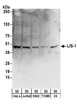 Western Blot: LIS1 Antibody [NB200-326] - Detection of Human, Mouse and Rat LIS-1 by Western Blot. Samples: Whole cell lysate (50 ug) from HeLa, 293T, K562, mouse TCMK-1, and rat C6 cells. Antibodies: Affinity purified rabbit anti-LIS-1 antibody NB200-326 used for WB at 1 ug/ml. Detection: Chemiluminescence with an exposure time of 30 seconds.