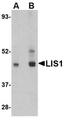 Western Blot: LIS1 Antibody [NBP1-76815] - HeLa cell lysate with LIS1 antibody at (A) 0.5 and (B) 1 ug/mL.