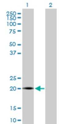 Western Blot: LITAF Antibody [H00009516-D01P] - Analysis of LITAF expression in transfected 293T cell line by LITAF polyclonal antibody.Lane 1: LITAF transfected lysate(17.10 KDa).Lane 2: Non-transfected lysate.