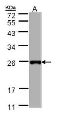 Western Blot: LITAF Antibody [NBP1-32726] - (30 ug of whole cell lysate) A: Hep G2  12% SDS PAGE diluted at 1:1000