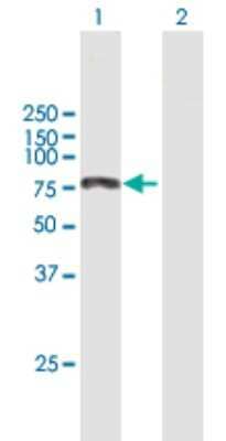 Western Blot: LKAP Antibody [H00009665-B01P] - Analysis of KIAA0430 expression in transfected 293T cell line by KIAA0430 polyclonal antibody.  Lane 1: LKAP transfected lysate(63.91 KDa). Lane 2: Non-transfected lysate.