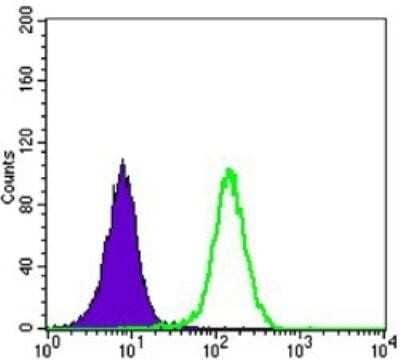 Flow Cytometry: LKB1/STK11 Antibody (4H12) [NBP1-51683] - Analysis of K562 cells using STK11 mouse mAb (green) and negative control (purple).