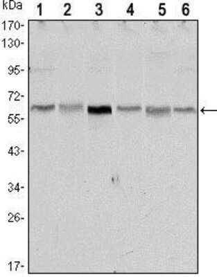 Western Blot: LKB1/STK11 Antibody (4H12) [NBP1-51683] - Analysis using STK11 mouse mAb against NIH/3T3 (1),Raw246.7 (2), COS7 (3), Jurket (4), HEK293 (5) and A431 (6) cell lysate.