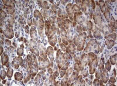 Immunohistochemistry: LKB1/STK11 Antibody (OTI0A3) - Azide and BSA Free [NBP2-71300] - Analysis of Human pancreas tissue. (Heat-induced epitope retrieval by 10mM citric buffer, pH6.0, 120C for 3min)