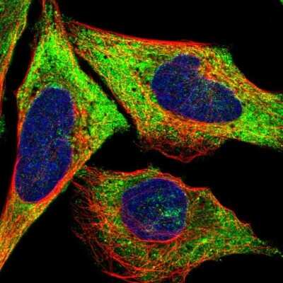 Immunocytochemistry/Immunofluorescence: LLGL2 Antibody [NBP1-81753] - Staining of human cell line U-2 OS shows localization to cytosol. Antibody staining is shown in green.