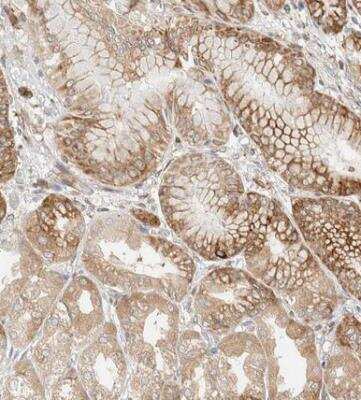 Immunohistochemistry-Paraffin: LLGL2 Antibody [NBP1-81753] - Staining of human stomach shows weak to moderate cytoplasmic positivity in glandular cells.