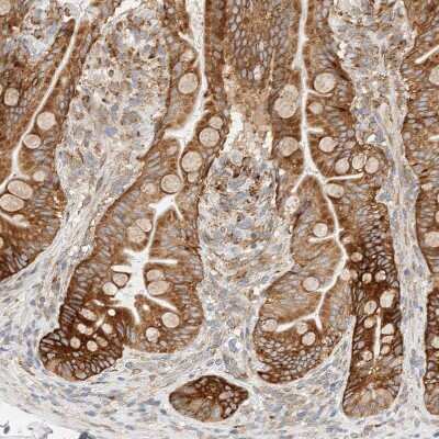 Immunohistochemistry-Paraffin: LLGL2 Antibody [NBP1-81753] - Staining of human small intestine shows moderate to strong cytoplasmic positivity in glandular cells.