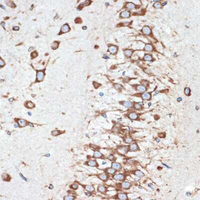 Immunohistochemistry-Paraffin: LMAN1 Antibody (3A1X6) [NBP3-16517] - Immunohistochemistry of paraffin-embedded rat brain using LMAN1 Rabbit mAb (NBP3-16517) at dilution of 1:100 (40x lens).Perform microwave antigen retrieval with 10 mM Tris/EDTA buffer pH 9.0 before commencing with IHC staining protocol.