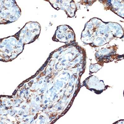 Immunohistochemistry-Paraffin: LMAN1 Antibody (3A1X6) [NBP3-16517] - Immunohistochemistry of paraffin-embedded human placenta using LMAN1 Rabbit mAb (NBP3-16517) at dilution of 1:100 (40x lens).Perform microwave antigen retrieval with 10 mM Tris/EDTA buffer pH 9.0 before commencing with IHC staining protocol.