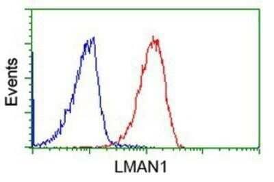 Flow Cytometry: LMAN1 Antibody (OTI1A8) - Azide and BSA Free [NBP2-71152] - Analysis of Jurkat cells, using anti-LMAN1 antibody, (Red), compared to a nonspecific negative control antibody (Blue).