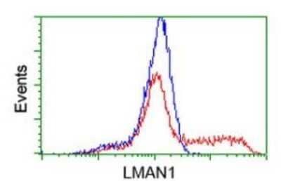 Flow Cytometry: LMAN1 Antibody (OTI1A8) - Azide and BSA Free [NBP2-71152] - HEK293T cells transfected with either RC207088 overexpress plasmid(Red) or empty vector control plasmid(Blue) were stained by anti-LMAN1 antibody and then analyzed by flow cytometry.