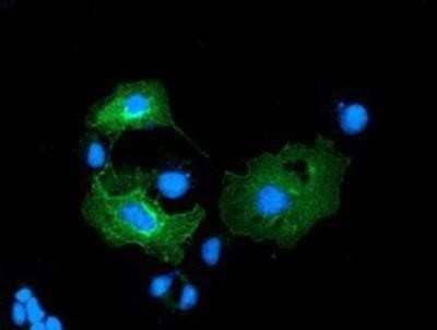 Immunocytochemistry/Immunofluorescence: LMAN1 Antibody (OTI1A8) - Azide and BSA Free [NBP2-71152] - Staining of COS7 cells transiently transfected by pCMV6-ENTRY LMAN1.