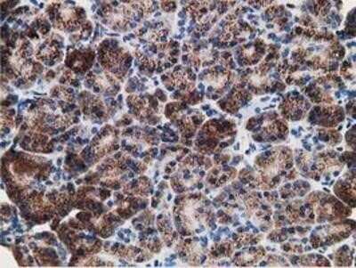 Immunohistochemistry: LMAN1 Antibody (OTI1A8) - Azide and BSA Free [NBP2-71152] - Staining of paraffin-embedded Human pancreas tissue using anti-LMAN1 mouse monoclonal antibody.