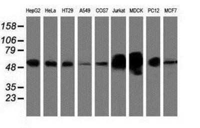 Western Blot: LMAN1 Antibody (OTI1A8) - Azide and BSA Free [NBP2-71152] - Analysis of extracts (35ug) from 9 different cell lines by using anti-LMAN1 monoclonal antibody.