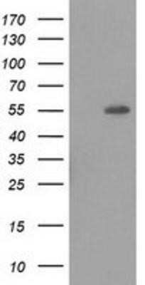 Western Blot: LMAN1 Antibody (OTI1A8) - Azide and BSA Free [NBP2-71152] - HEK293T cells were transfected with the pCMV6-ENTRY control (Left lane) or pCMV6-ENTRY LMAN1 (Right lane) cDNA for 48 hrs and lysed. Equivalent amounts of cell lysates (5 ug per lane) were separated by SDS-PAGE and immunoblotted with anti-LMAN1.