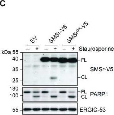 Western Blot: LMAN1 Antibody (OTI1A8) - Azide and BSA Free [NBP2-71152] - Staurosporine-induced cleavage of SMSr is sensitive to caspase-6 inhibitors. HeLa cells stably transduced with EV, SMSr-V5, and SMSrCR-V5 were treated with 1 ug/ml staurosporine for 6 h, lysed and subjected to immunoblot analysis using anti-V5, anti-PARP1