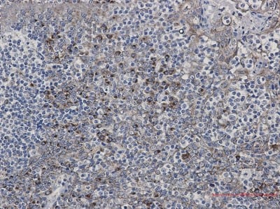 Immunohistochemistry-Paraffin: LMAN1 Antibody (S03-5C3) [NBP3-19885] - Immunohistochemistry of LMAN1 in paraffin-embedded Human tonsil using NBP3-19885 at dilution 1/50