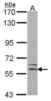 Western Blot: LMAN1 Antibody [NBP2-19366] - Sample (30 ug of whole cell lysate) A: Hela 7. 5% SDS PAGE gel, diluted at 1:1000.