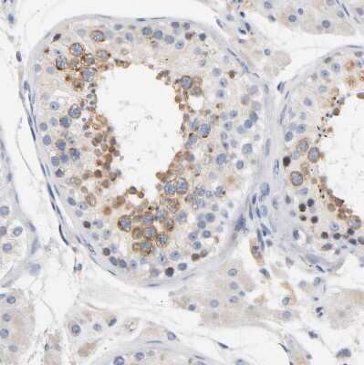 Immunohistochemistry-Paraffin: LMAN2 Antibody [NBP1-86768] - Staining of human testis shows moderate cytoplasmic positivity in cells in seminiferous ducts.