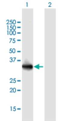 Western Blot: LMAN2L Antibody [H00081562-B01P] - Analysis of LMAN2L expression in transfected 293T cell line by LMAN2L polyclonal antibody.  Lane 1: LMAN2L transfected lysate(38.28 KDa). Lane 2: Non-transfected lysate.