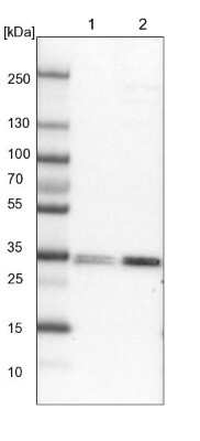 Western Blot LMAN2L Antibody