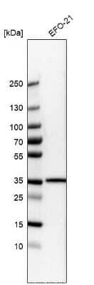 Western Blot LMAN2L Antibody