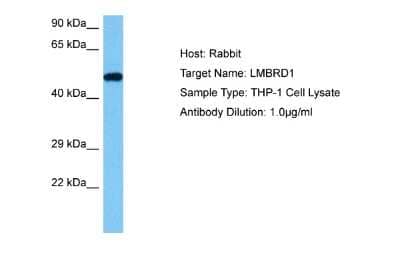 Western Blot: LMBRD1 Antibody [NBP2-85220] - Host: Rabbit. Target Name: LMBRD1. Sample Tissue: Human THP-1 Whole Cell lysates. Antibody Dilution: 1ug/ml