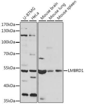 Western Blot LMBRD1 Antibody - Azide and BSA Free