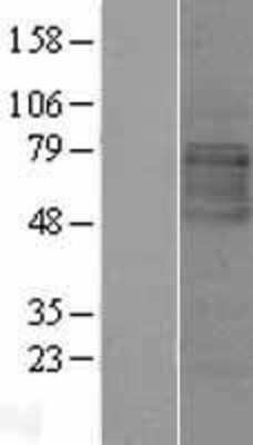 Western Blot: LMBRD1 Overexpression Lysate (Adult Normal) [NBL1-12560] Left-Empty vector transfected control cell lysate (HEK293 cell lysate); Right -Over-expression Lysate for LMBRD1.