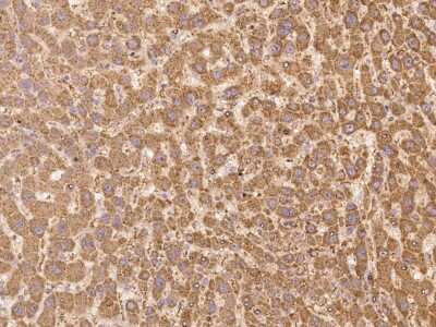 Immunohistochemistry LMBRD2 Antibody - BSA Free