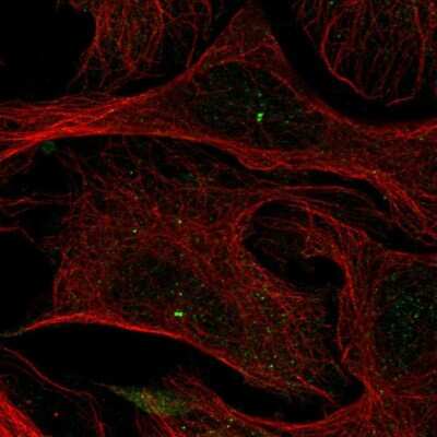 Immunocytochemistry/ Immunofluorescence LMF2 Antibody - BSA Free