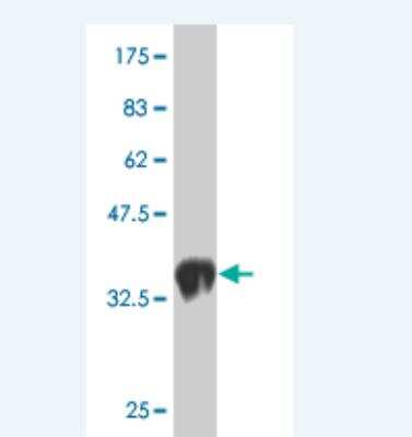 Western Blot: LMO1 Antibody (1A9) [H00004004-M02] - Detection against Immunogen (35.64 KDa) .