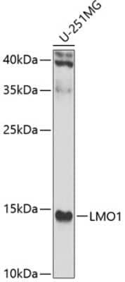 Western Blot: LMO1 Antibody [NBP3-04459] - Analysis of extracts of U-251MG cells, using LMO1 antibody at 1:1000 dilution. Secondary antibody: HRP Goat Anti-Rabbit IgG (H+L) at 1:10000 dilution. Lysates/proteins: 25ug per lane. Blocking buffer: 3% nonfat dry milk in TBST. Detection: ECL Enhanced Kit