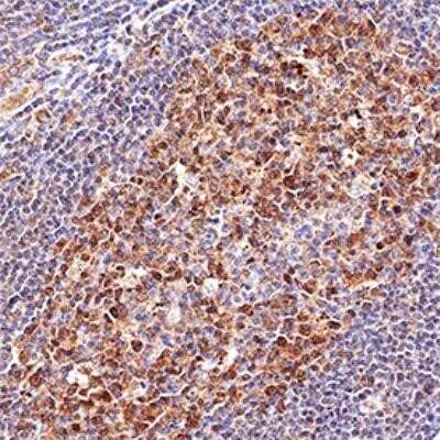 Immunohistochemistry-Paraffin: LMO2 Antibody (1A9-3B11) - Azide and BSA Free [NBP2-80835] - IHC analysis of formalin fixed paraffin-embedded (FFPE) human tonsil using LMO2 antibody at 1:500 on a Bond Rx autostainer (Leica Biosystems). The assay involved 20 minutes of heat induced antigen retrieval (HIER) using 10mM sodium citrate buffer (pH 6.0)