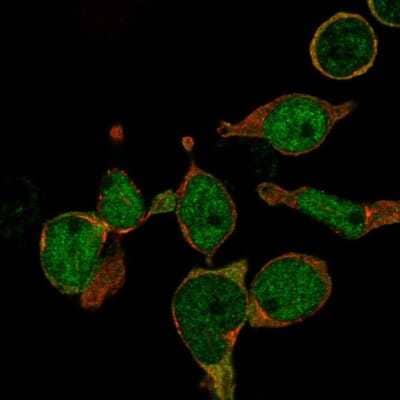 Immunocytochemistry/Immunofluorescence: LMO2 Antibody [NBP2-58513] - Staining of human cell line REH shows localization to nucleoplasm & cytosol.