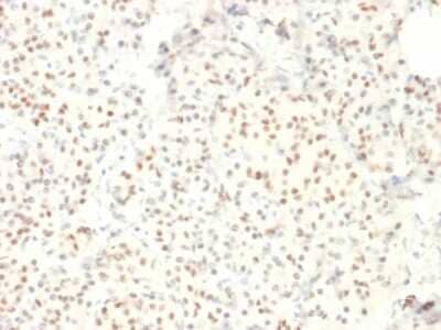 Immunohistochemistry-Paraffin: LMO2 Antibody (LMO2/1971) - Azide and BSA Free [NBP3-08268] - Formalin-fixed, paraffin-embedded human Pancreas stained with LMO2 Mouse Monoclonal Antibody (LMO2/1971).