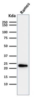 Western Blot: LMO2 Antibody (LMO2/1971) - Azide and BSA Free [NBP3-08268] - Western Blot Analysis of Ramos cell lysate using LMO2 Mouse Monoclonal Antibody (LMO2/1971).