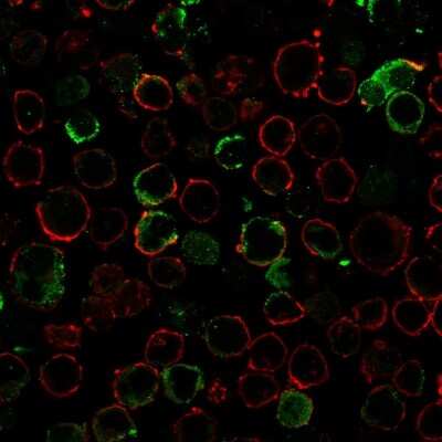 Immunocytochemistry/Immunofluorescence: LMO2 Antibody (LMO2/3147R) - Azide and BSA Free [NBP3-08945] - Immunofluorescence staining of K562 cells using LMO2 Recombinant Rabbit Monoclonal Antibody (LMO2/3147R) followed by goat anti-rabbit IgG-CF488 (green). Membrane stained with Phalloidin (Red).