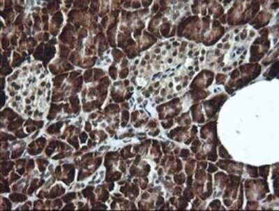 Immunohistochemistry: LMO2 Antibody (OTI1G10) - Azide and BSA Free [NBP2-71157] - Analysis of Human pancreas tissue. (Heat-induced epitope retrieval by 10mM citric buffer, pH6.0, 120C for 3min)