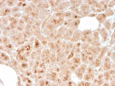 Immunohistochemistry-Paraffin: LMO2 Antibody (rLMO2/1971) - Azide and BSA Free [NBP3-08285] - Formalin-fixed, paraffin-embedded human pancreas stained with LMO2 Mouse Monoclonal Antibody (rLMO2/1971).