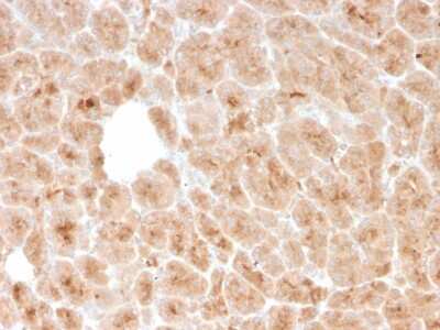 Immunohistochemistry-Paraffin: LMO2 Antibody (rLMO2/1971) - Azide and BSA Free [NBP3-08285] - Formalin-fixed, paraffin-embedded human pancreas stained with LMO2 Mouse Monoclonal Antibody (rLMO2/1971).