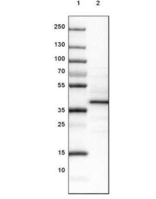 Western Blot LMOD3 Antibody