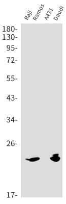 Western Blot: LMP2/PSMB9 Antibody (S04-9C8) [NBP3-14949] - Western blot detection of LMP2/PSMB9 in Raji, Ramos, A431, Daudi lysates using LMP2/PSMB9 antibody. Predicted band size: 23kDa. Observed band size: 23kDa.