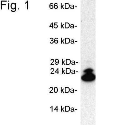 Western Blot: LMP2/PSMB9 Antibody [NB300-625] - Analysis of 50 ug mouse embryo fibroblast cell extract.