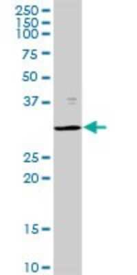 Western Blot: LMP7/PSMB8 Antibody [H00005696-D01P] - Analysis of PSMB8 expression in mouse liver.