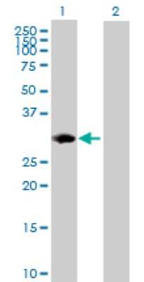 Western Blot: LMP7/PSMB8 Antibody [H00005696-D01P] - Analysis of PSMB8 expression in transfected 293T cell line by PSMB8 polyclonal antibody.Lane 1: PSMB8 transfected lysate(29.80 KDa).Lane 2: Non-transfected lysate.