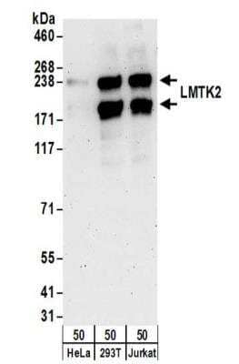 Western Blot: LMTK2 Antibody [NBP2-32182] - Samples:  Whole cell lysate (50 ug) from HeLa, 293T, and Jurkat cells. Antibodies:  Affinity purified rabbit anti-LMTK2 antibody NBP2-32182 used for WB at 0.1 ug/ml.  Detection: Chemiluminescence with an exposure time of 3 minutes.